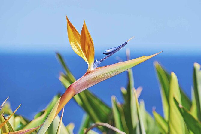 West of Madeira Private Full-Day Tour with Pickup from Funchal - Starting in Câmara de Lobos: Fishing Village Energy First
