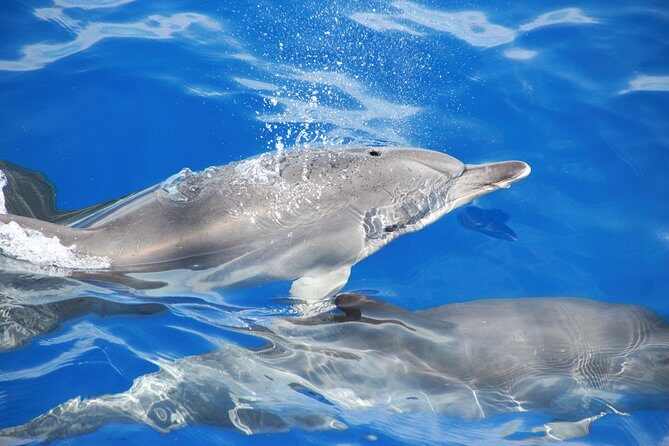 Wines Tasting Experience and Skywalk with Dolphin Watching - Vineyard time and wine tasting in São Vicente (this is the payoff)